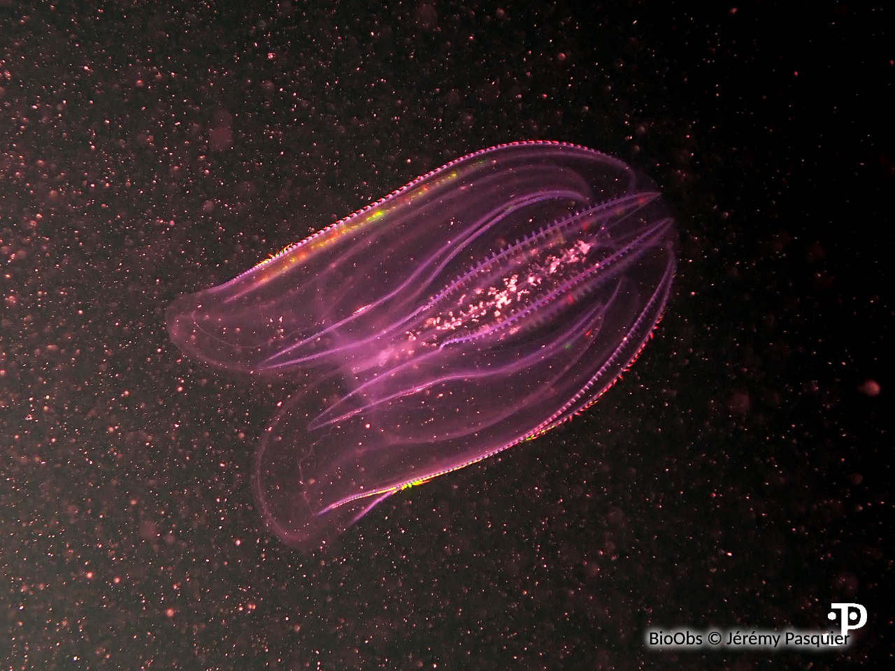 Mnemiopsis - Mnemiopsis leidyi - Jérémy Pasquier - BioObs
