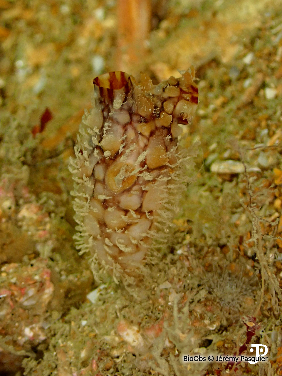 Ascidie japonaise - Styela clava - Jérémy Pasquier - BioObs