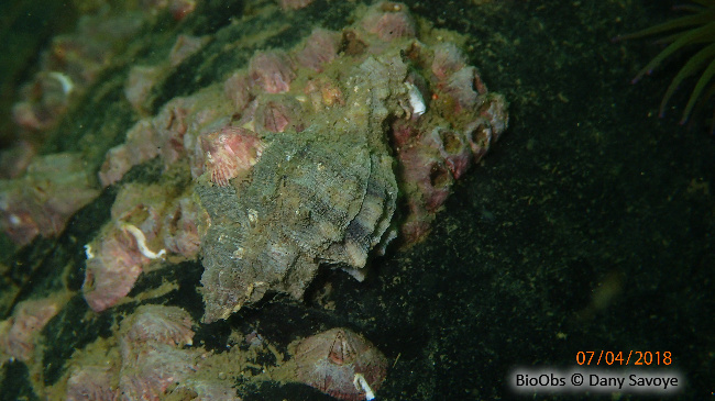 Rocher fascié - Hexaplex trunculus - Dany Savoye - BioObs