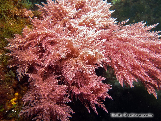 Algue chevelue rouge - Asparagopsis taxiformis - sabine esposito - BioObs