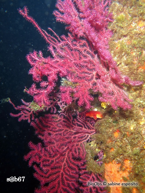 Gorgone pourpre - Paramuricea clavata - sabine esposito - BioObs