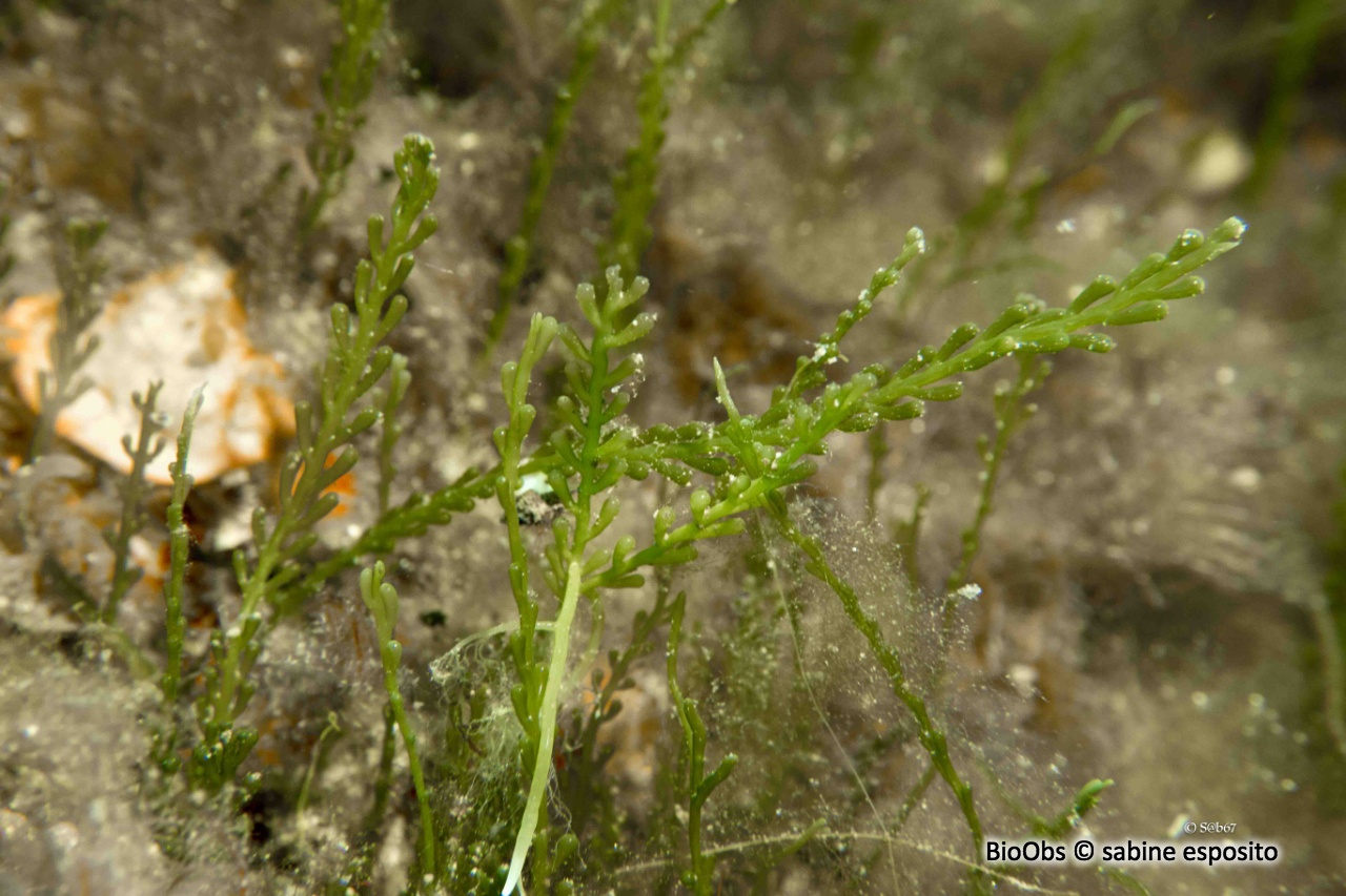 Caulerpe cylindracée - Caulerpa cylindracea - sabine esposito - BioObs