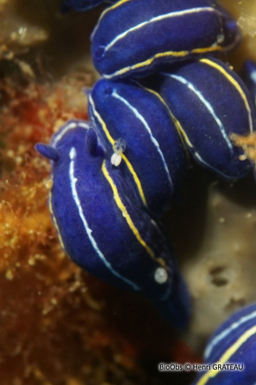 Bunny orange - Doridicola agilis - Henri GRATEAU - BioObs