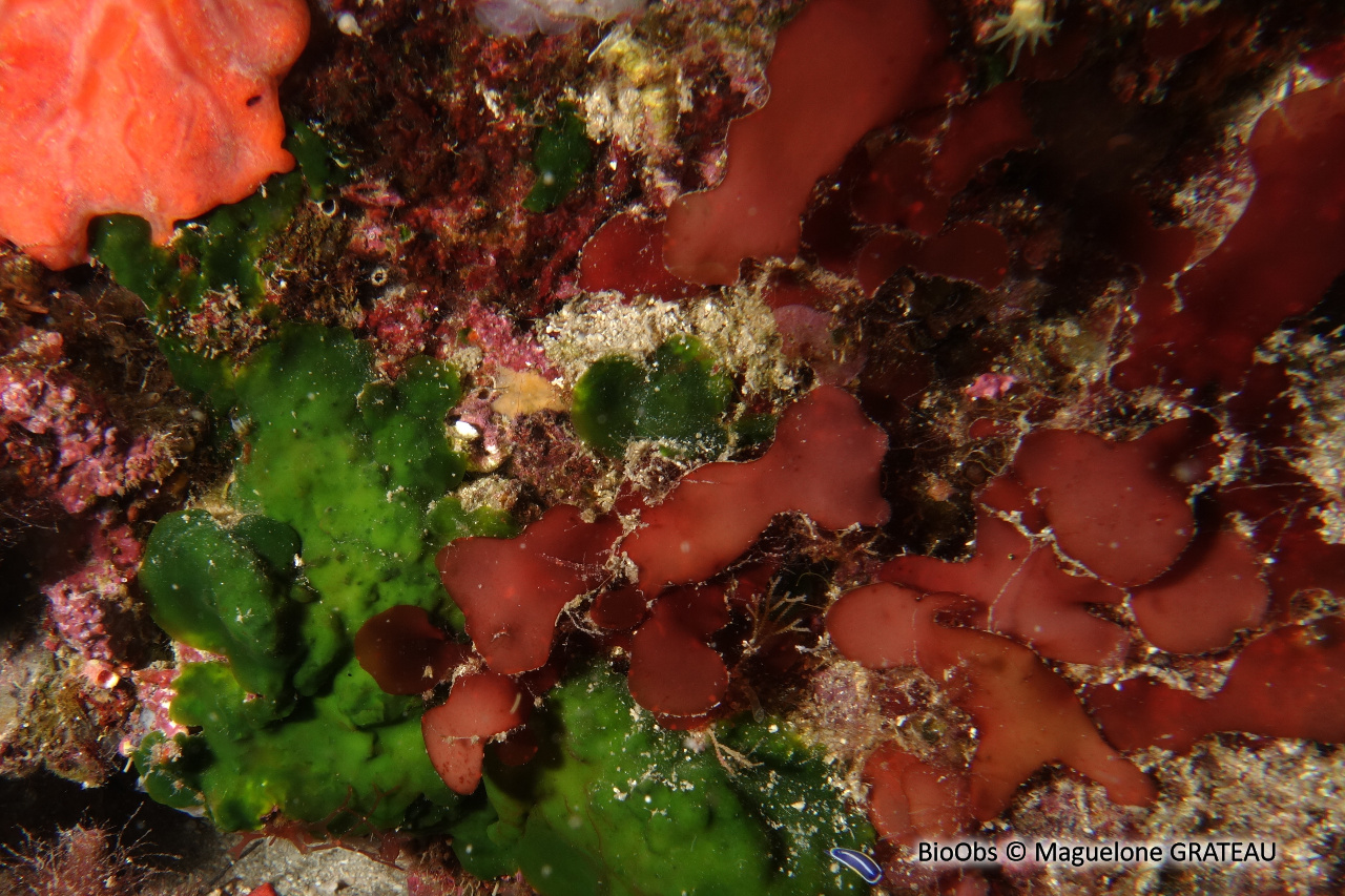 Grateloupe lancéolée - Pachymeniopsis lanceolata - Maguelone GRATEAU - BioObs