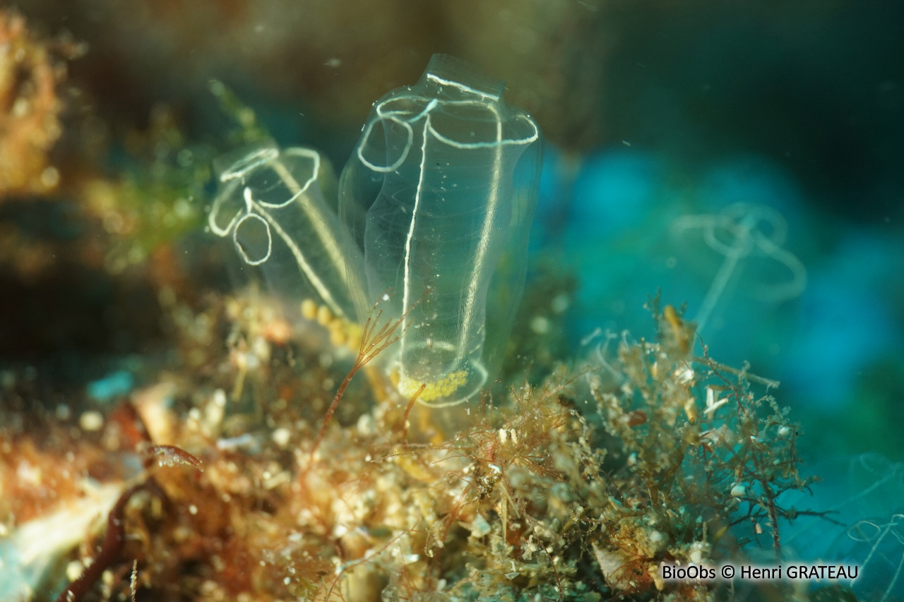 Grande claveline - Clavelina lepadiformis - Henri GRATEAU - BioObs