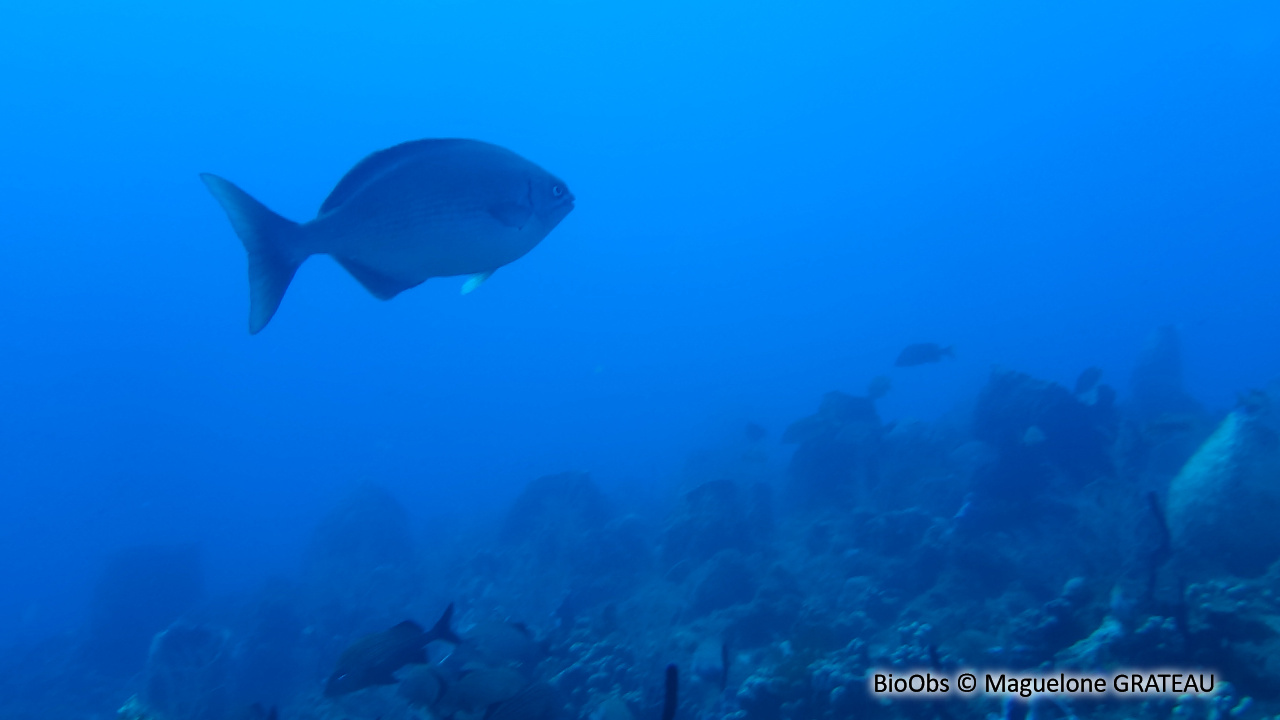 Calicagère blanche - Kyphosus sectatrix - Maguelone GRATEAU - BioObs