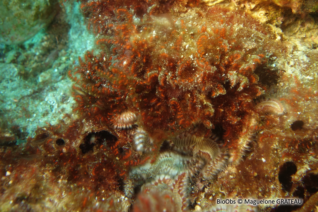 Spongoclonium des Caraïbes - Spongoclonium caribaeum - Maguelone GRATEAU - BioObs