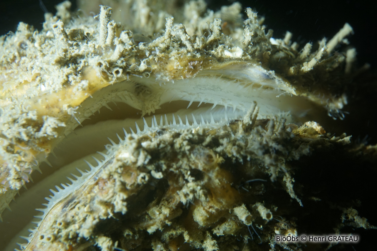 Huitre creuse - Magallana gigas - Henri GRATEAU - BioObs