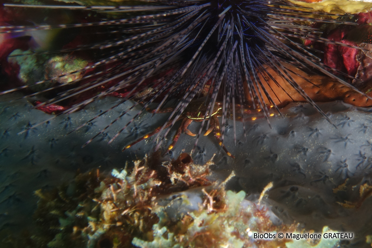 Crabe plat des oursins - Percnon gibbesi - Maguelone GRATEAU - BioObs