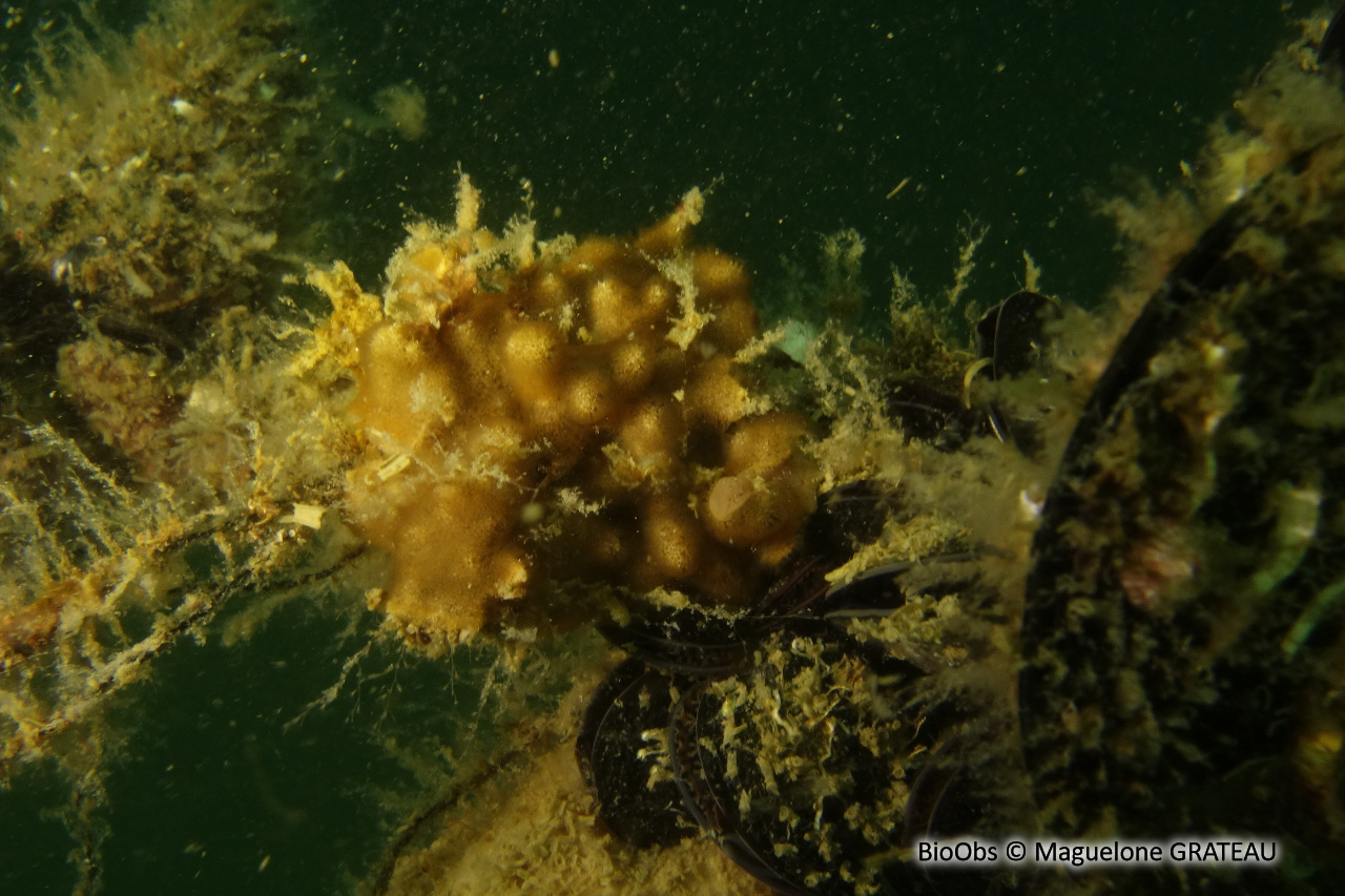 Celleporaria brun - Celleporaria sp - Maguelone GRATEAU - BioObs