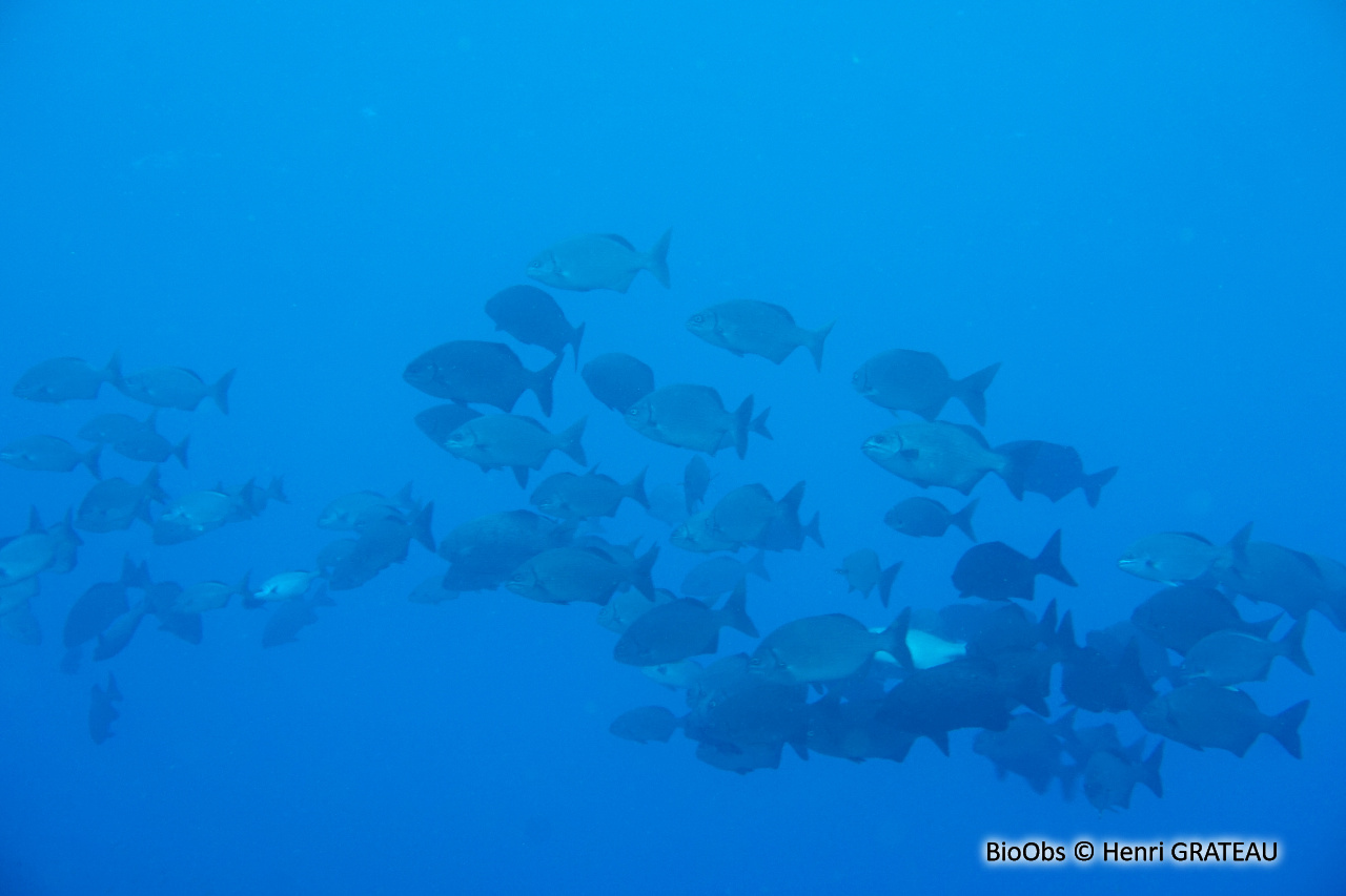 Calicagère blanche - Kyphosus sectatrix - Henri GRATEAU - BioObs