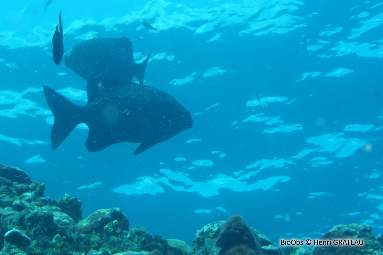 Calicagère blanche - Kyphosus sectatrix - Henri GRATEAU - BioObs