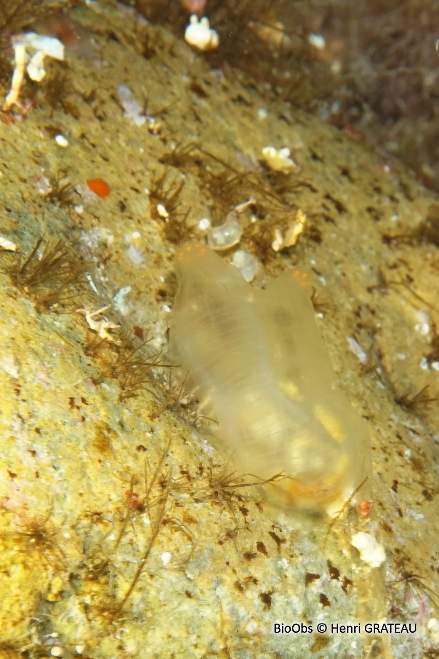 Cione robuste - Ciona robusta - Henri GRATEAU - BioObs