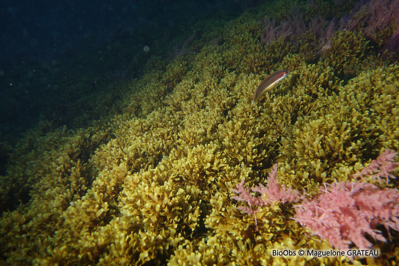 Dictyote d'Okamura - Rugulopteryx okamurae - Maguelone GRATEAU - BioObs