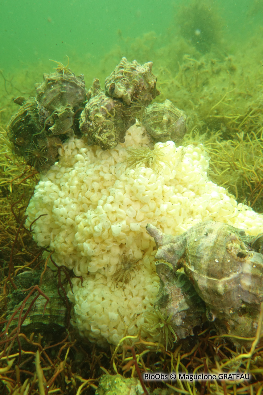 Rocher fascié ponte - Hexaplex sp - Maguelone GRATEAU - BioObs