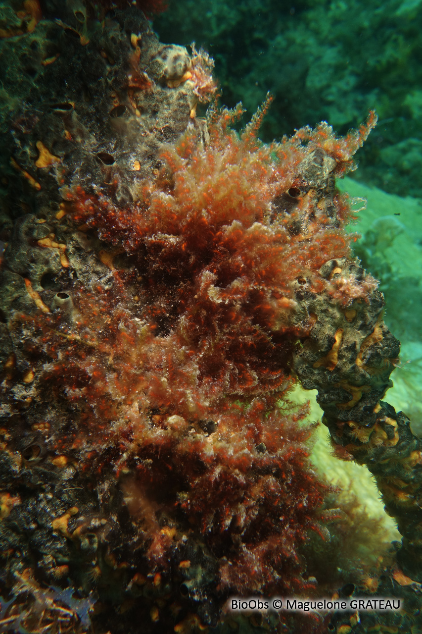 Spongoclonium des Caraïbes - Spongoclonium caribaeum - Maguelone GRATEAU - BioObs