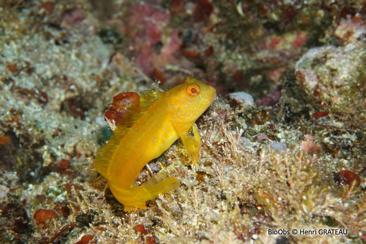 Blennie pilicorne - Parablennius pilicornis - Henri GRATEAU - BioObs