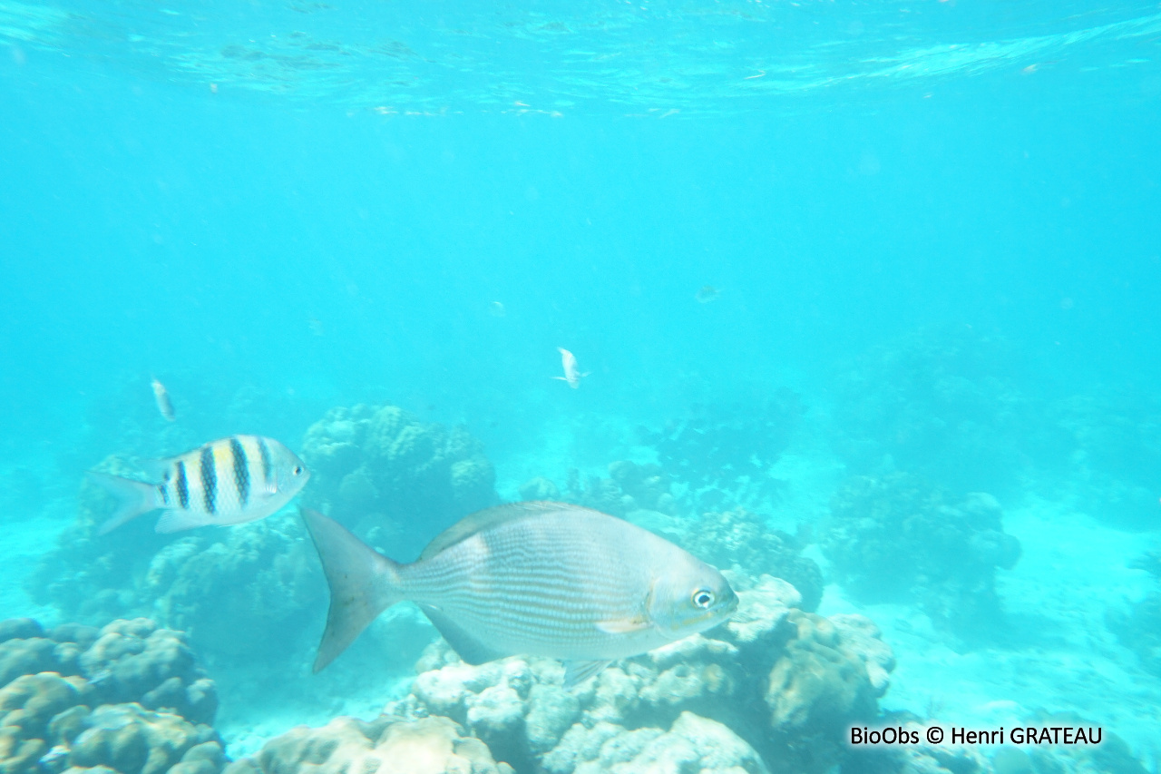 Calicagère blanche - Kyphosus sectatrix - Henri GRATEAU - BioObs