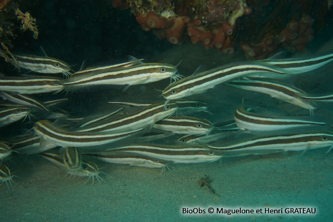 Poisson-chat rayé - Plotosus lineatus - Maguelone GRATEAU - BioObs