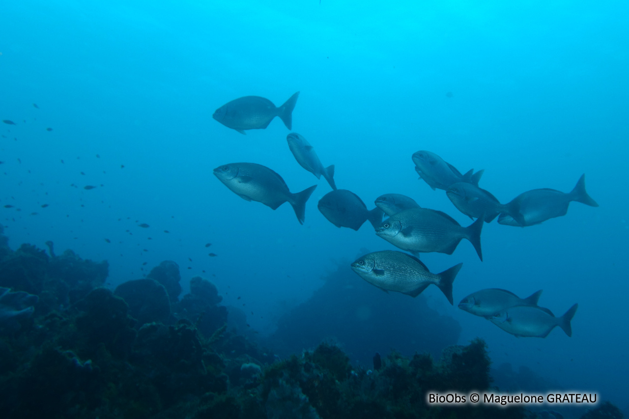 Calicagère blanche - Kyphosus sectatrix - Maguelone GRATEAU - BioObs