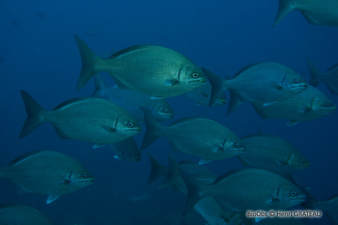Calicagère blanche - Kyphosus sectatrix - Henri GRATEAU - BioObs