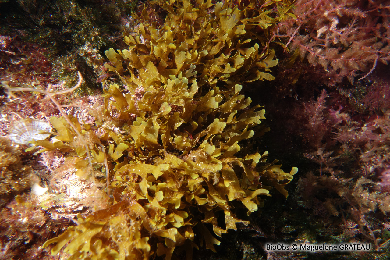 Dictyote d'Okamura - Rugulopteryx okamurae - Maguelone GRATEAU - BioObs