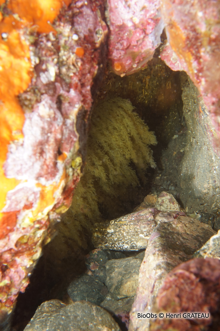 Poulpe Commun Ponte - Octopus - Henri GRATEAU - BioObs