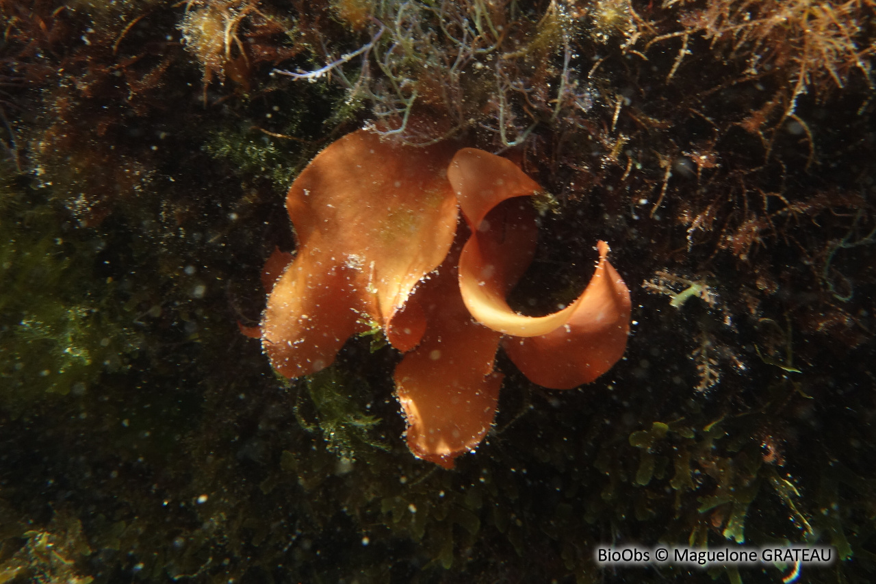 Grateloupe lancéolée - Pachymeniopsis lanceolata - Maguelone GRATEAU - BioObs