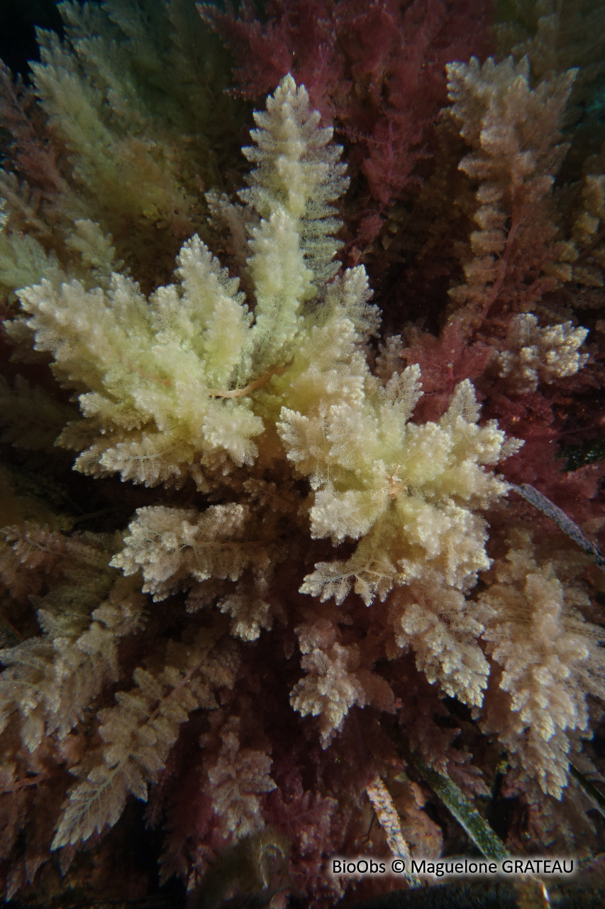 Algue chevelue rouge - Asparagopsis taxiformis - Maguelone GRATEAU - BioObs