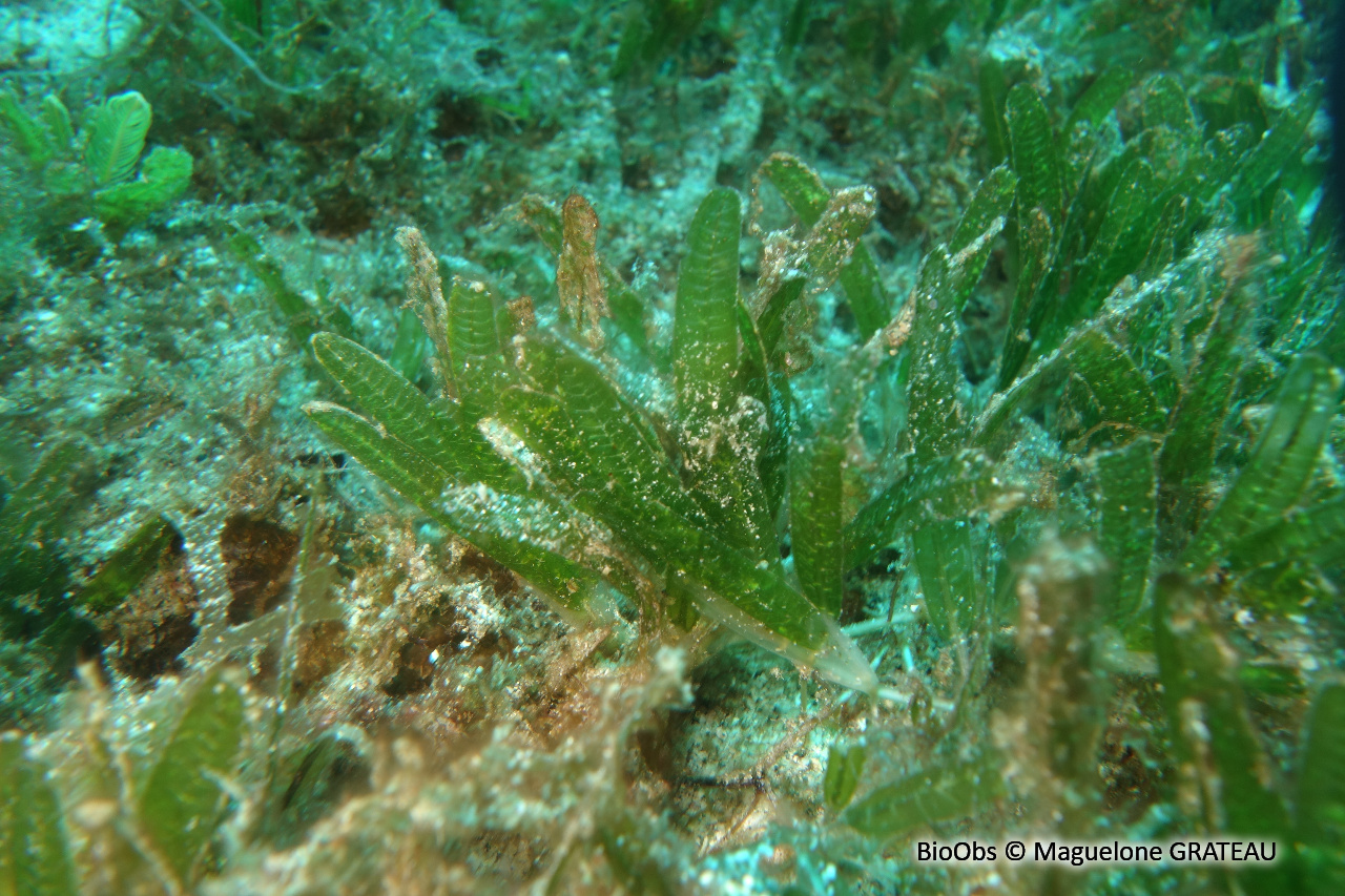 Halophile stipulée - Halophila stipulacea - Maguelone GRATEAU - BioObs