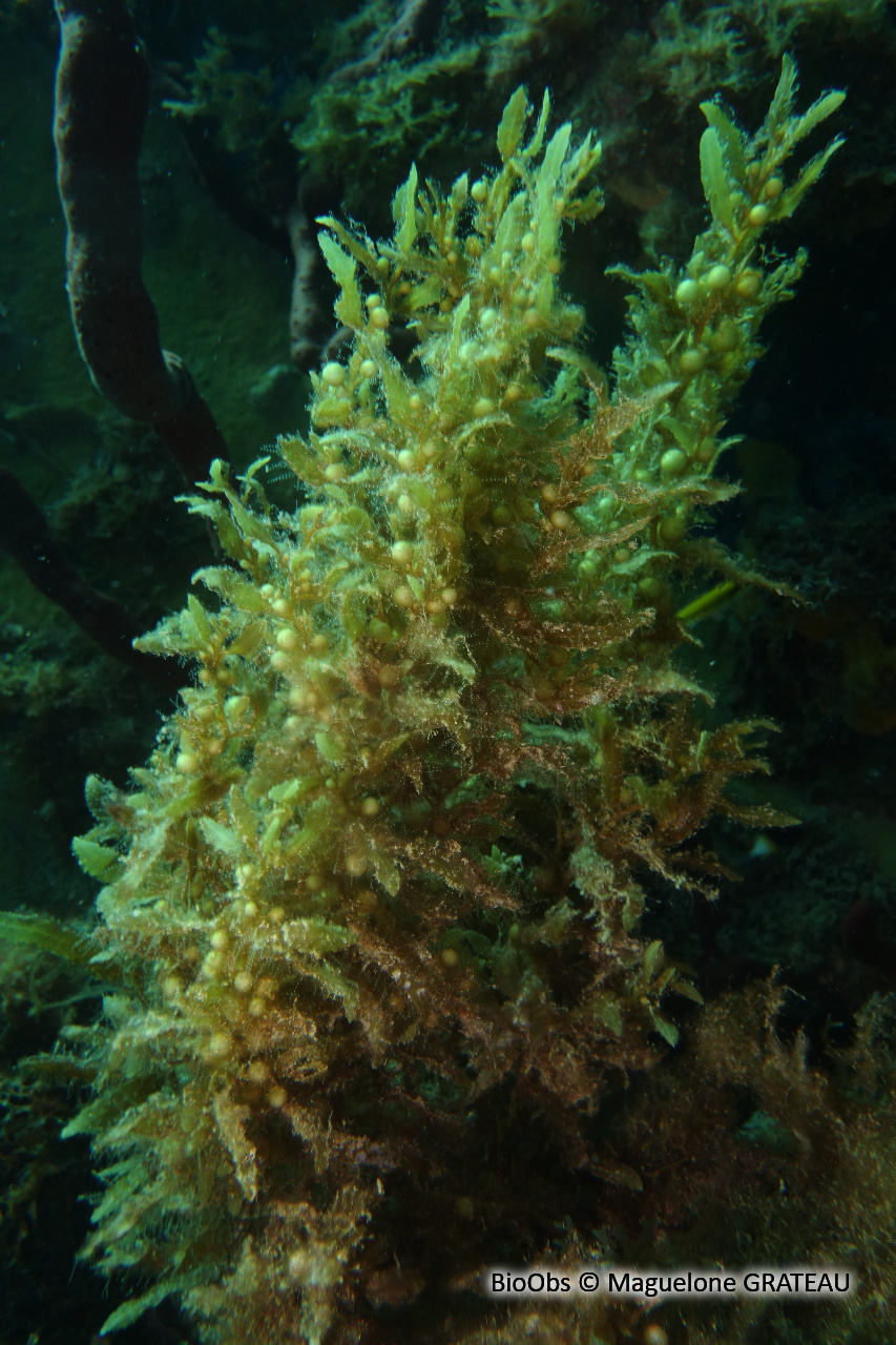 Sargasse commune - Sargassum vulgare - Maguelone GRATEAU - BioObs