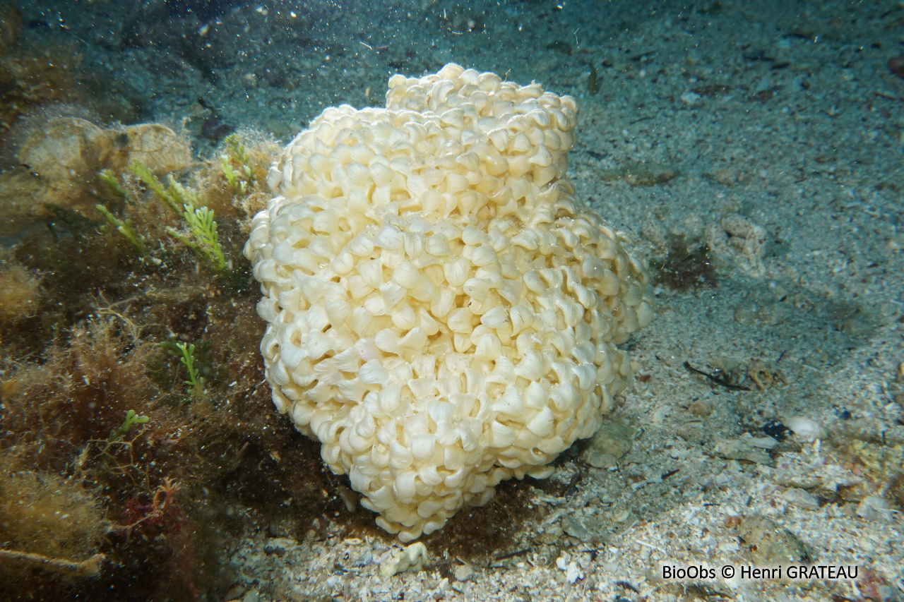 Rocher fascié ponte - Hexaplex sp