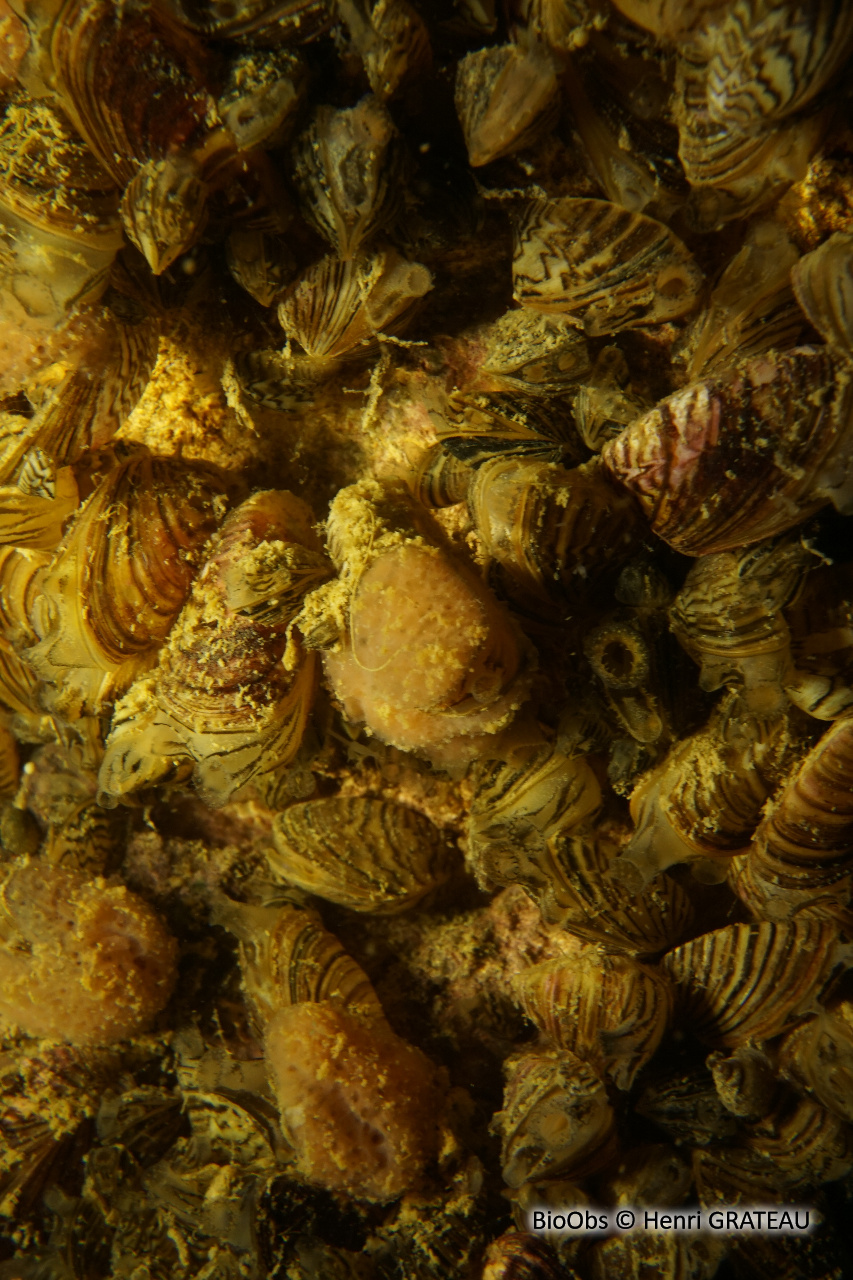 Moule zébrée - Dreissena polymorpha - Henri GRATEAU - BioObs