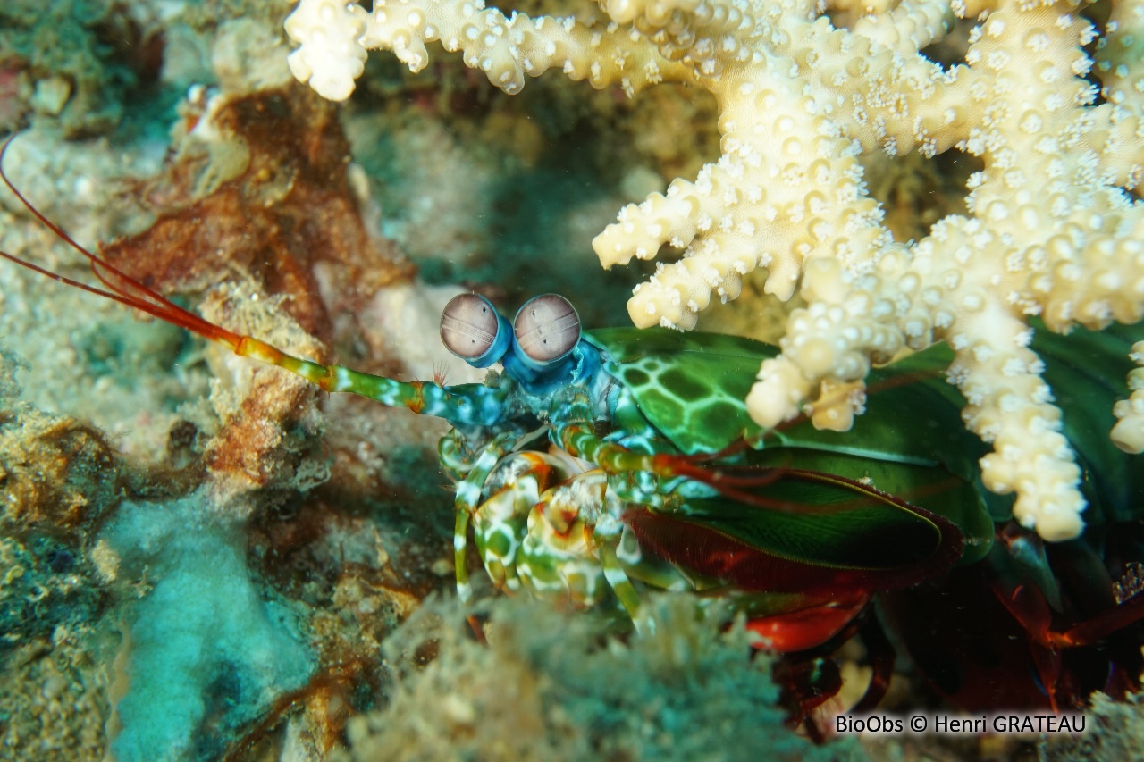 Mante de mer paon - Odontodactylus scyllarus - Henri GRATEAU - BioObs