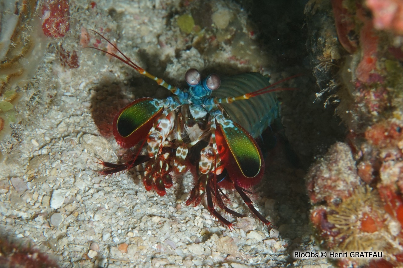 Mante de mer paon - Odontodactylus scyllarus - Henri GRATEAU - BioObs