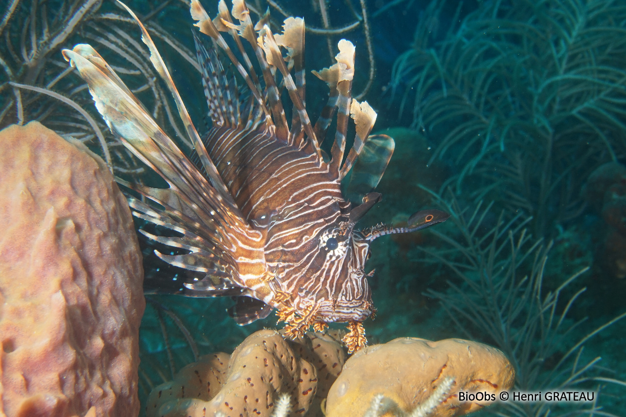Rascasse volante du pacifique - Pterois volitans - Henri GRATEAU - BioObs