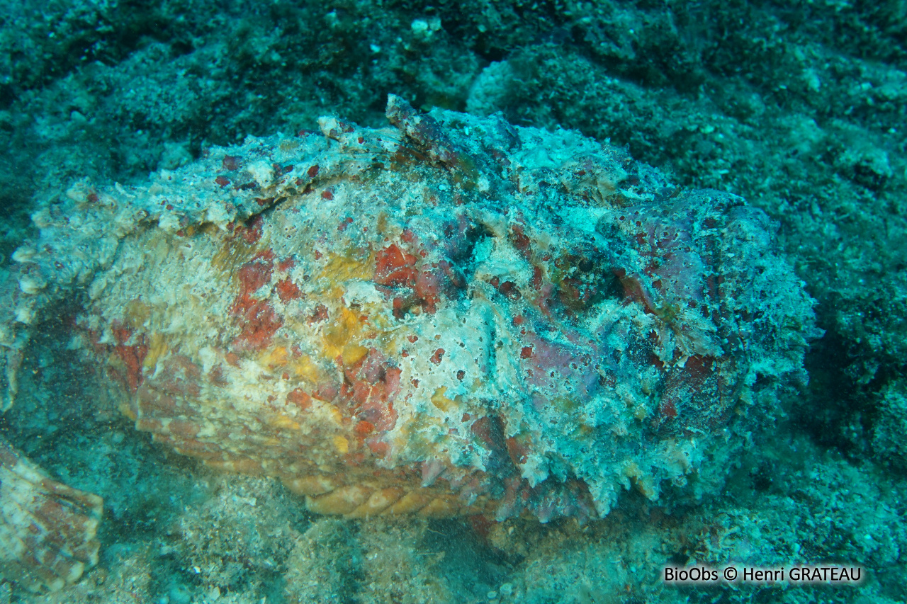 Poisson-pierre commun - Synanceia verrucosa - Henri GRATEAU - BioObs