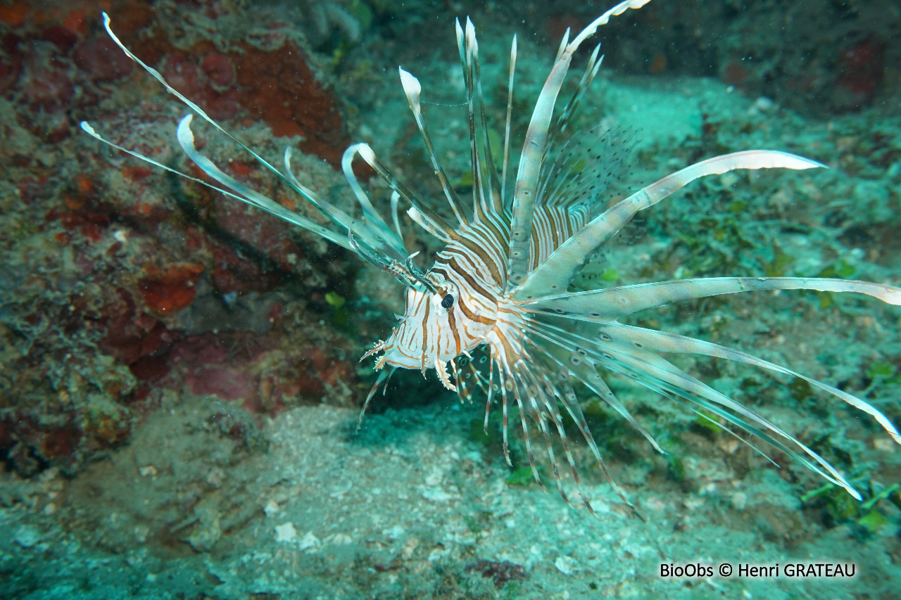 Rascasse volante de l'océan Indien - Pterois miles - Henri GRATEAU - BioObs