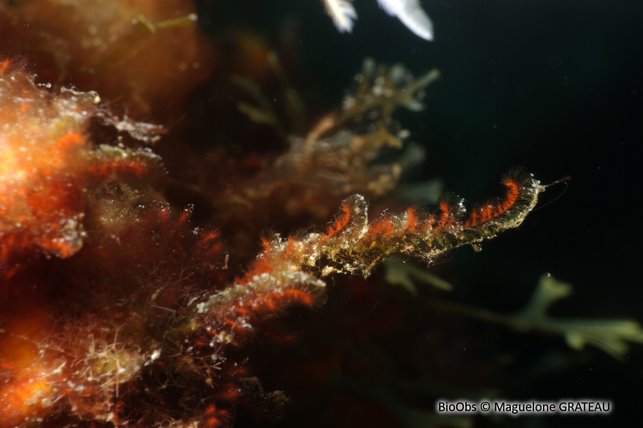 Spongoclonium des Caraïbes - Spongoclonium caribaeum - Maguelone GRATEAU - BioObs