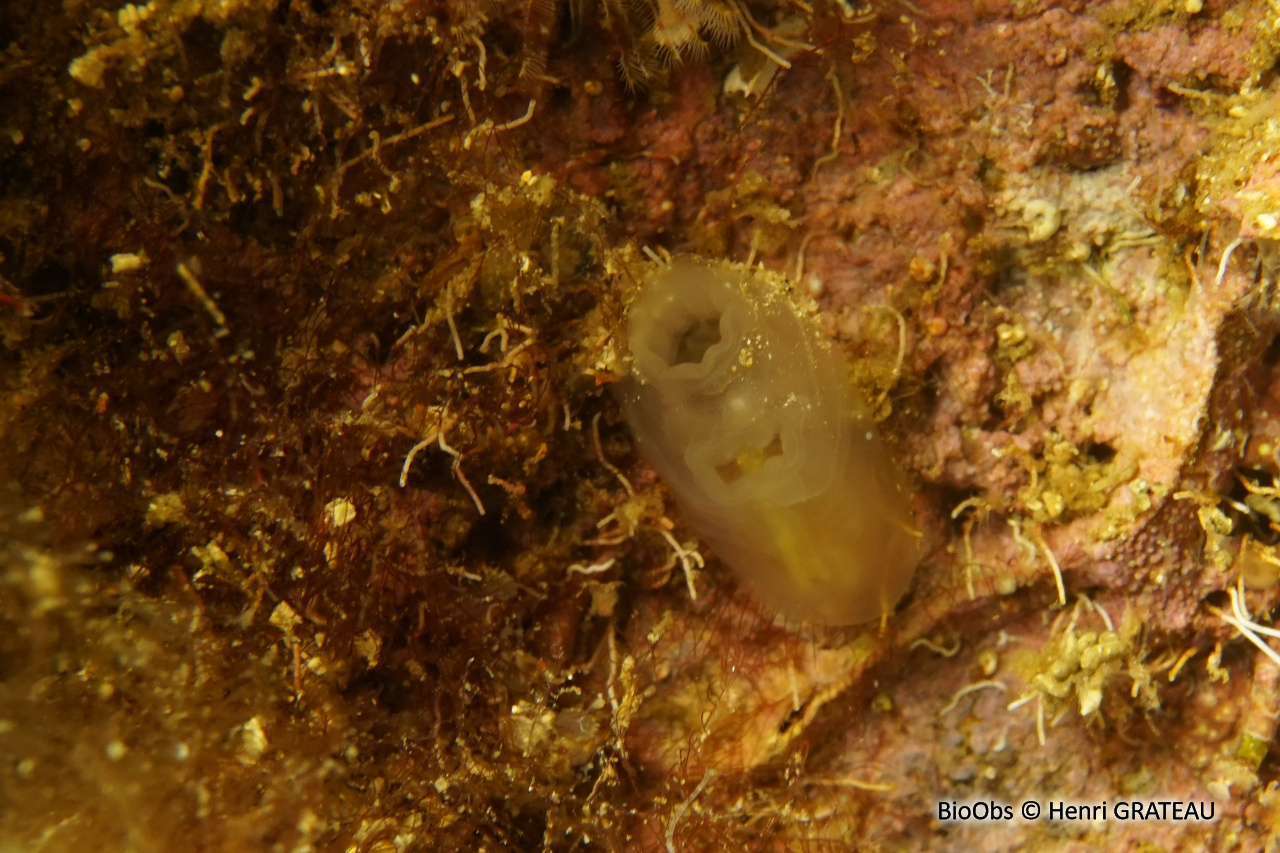 Cione robuste - Ciona robusta - Henri GRATEAU - BioObs