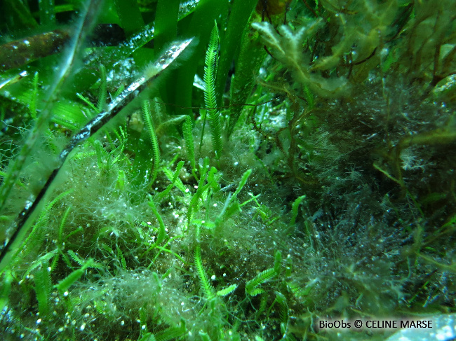 Caulerpe à feuilles d'If - Caulerpa taxifolia - CELINE MARSE - BioObs