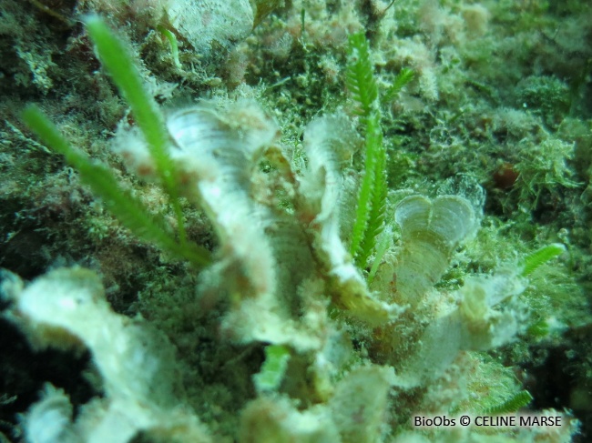 Caulerpe à feuilles d'If - Caulerpa taxifolia - CELINE MARSE - BioObs