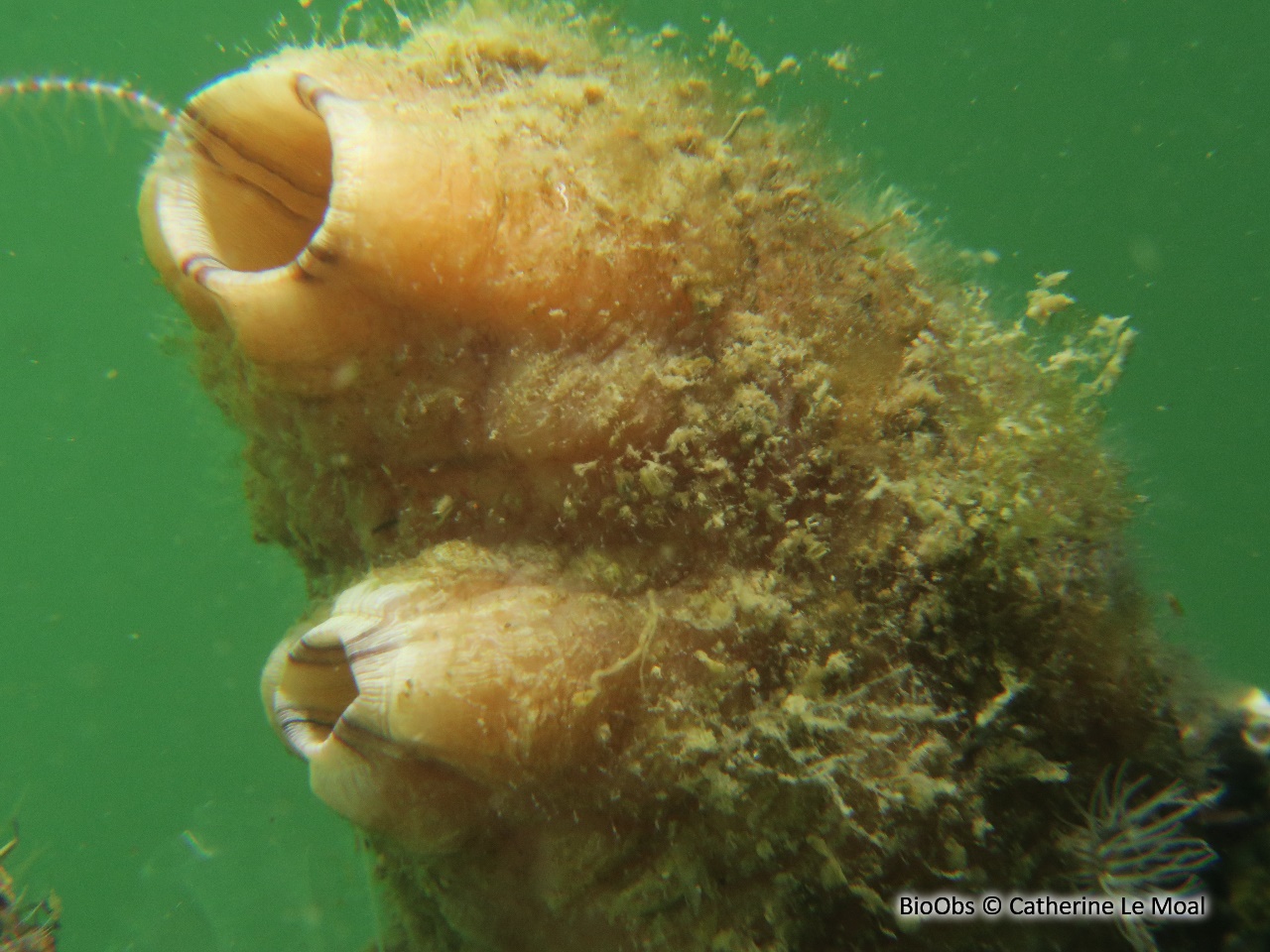 Ascidie plissée - Styela plicata - Anne Le Moal - BioObs