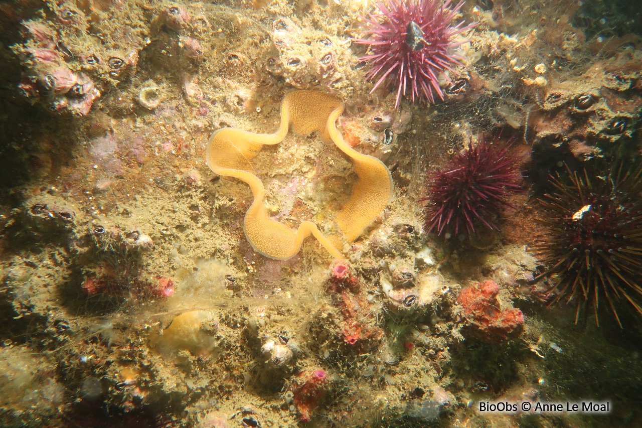 Doris marbrée ponte - Dendrodoris - Anne Le Moal - BioObs