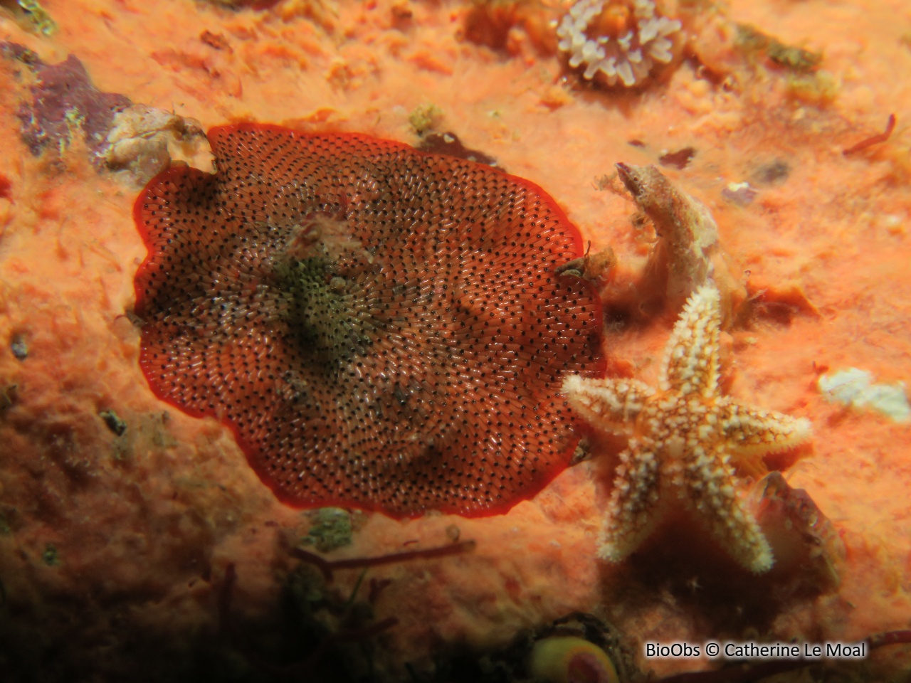 Bryozoaire orange vif et noir à points noirs - Watersipora subatra - Catherine Le Moal - BioObs