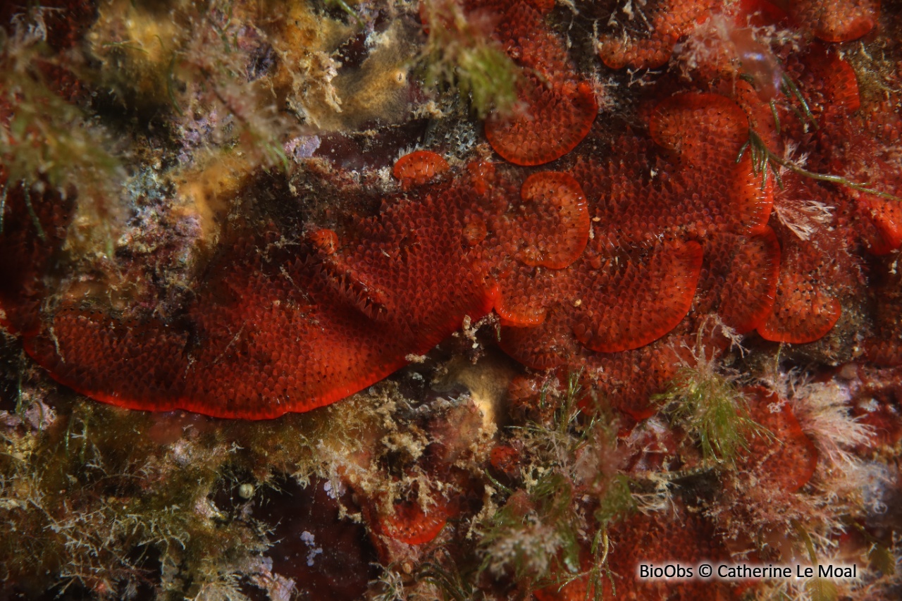 Bryozoaire rouge orange vif à points noirs - Watersipora subtorquata - Catherine Le Moal - BioObs