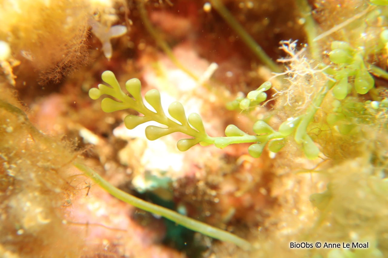 Caulerpe cylindracée - Caulerpa cylindracea - Anne Le Moal - BioObs