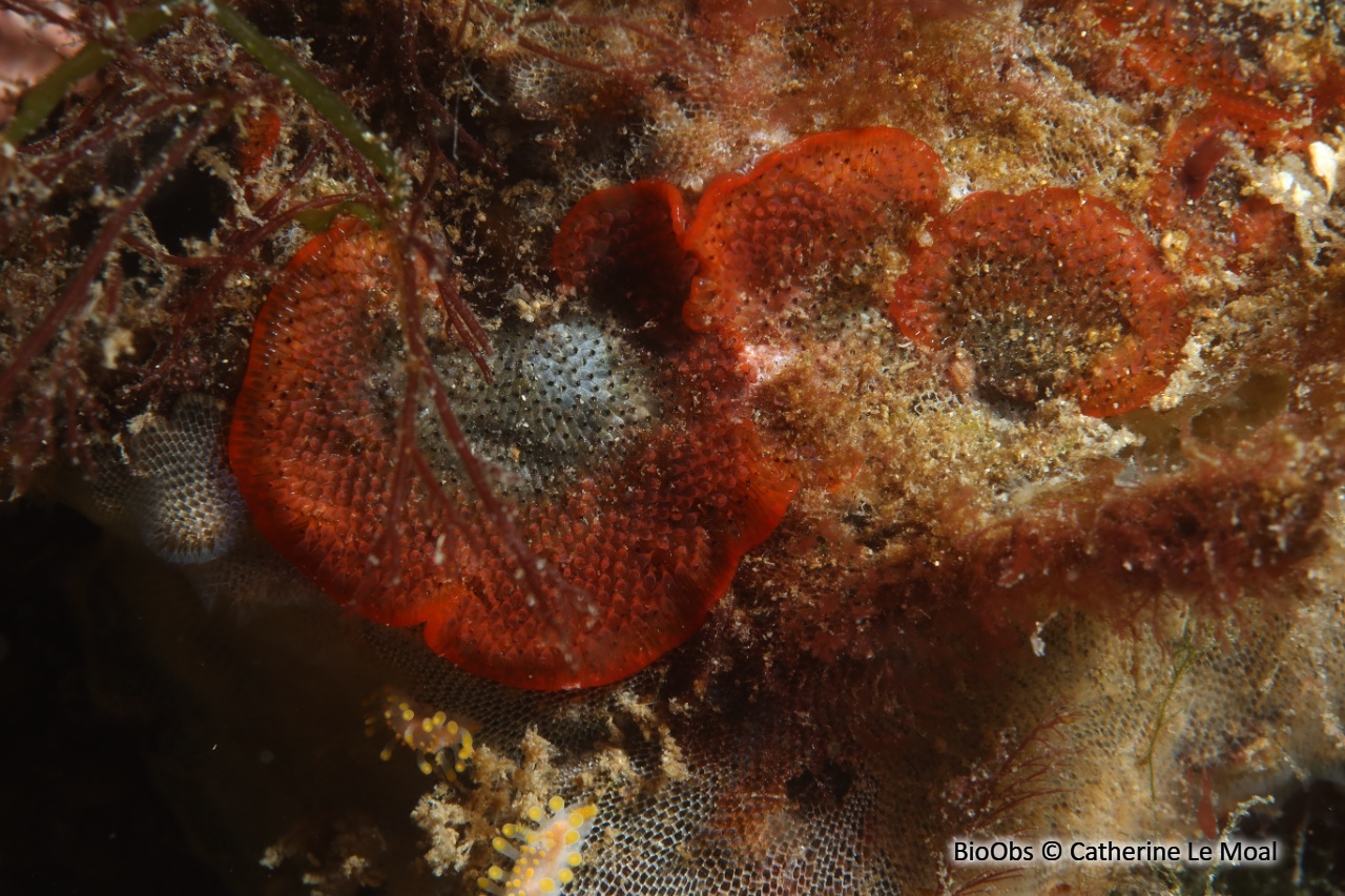 Bryozoaire rouge orange vif à points noirs - Watersipora subtorquata - Catherine Le Moal - BioObs
