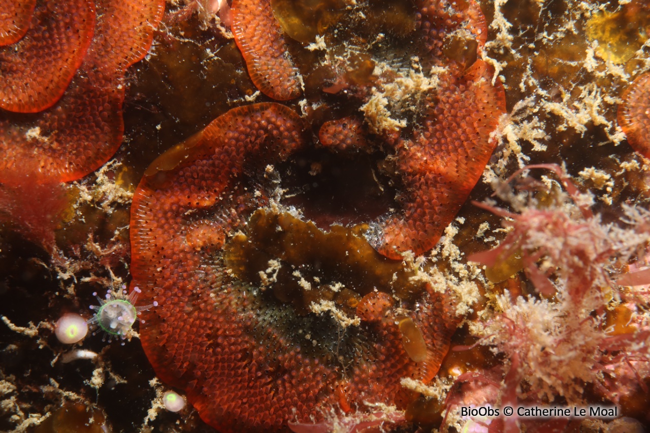 Bryozoaire rouge orange vif à points noirs - Watersipora subtorquata - Catherine Le Moal - BioObs
