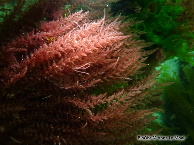 Algue à crochets - Asparagopsis armata - Anne Le Moal - BioObs
